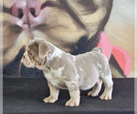 Small Photo #10 English Bulldog Puppy For Sale in RALEIGH, NC, USA