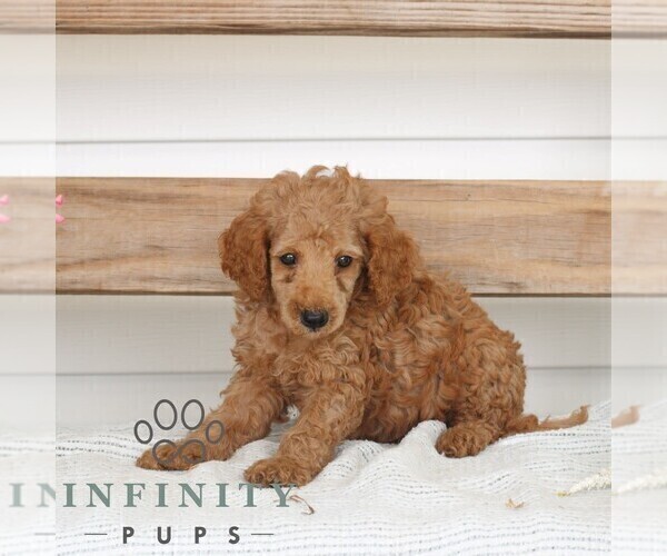 Medium Photo #3 Poodle (Miniature) Puppy For Sale in GAP, PA, USA
