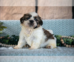 Small Photo #9 Shih Tzu Puppy For Sale in SUGARCREEK, OH, USA