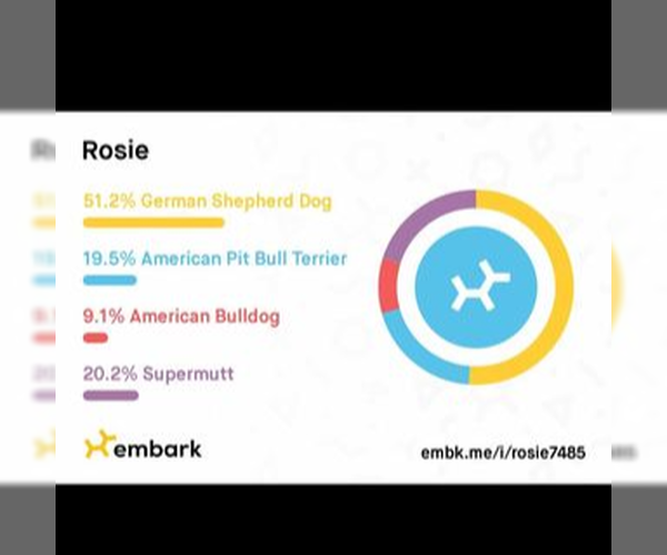 Medium Photo #13 American Pit Bull Terrier-German Shepherd Dog Mix Puppy For Sale in Fargo, ND, USA