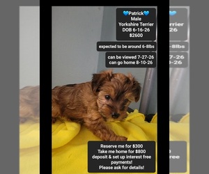 Yorkshire Terrier Puppy for sale in TUCSON, AZ, USA