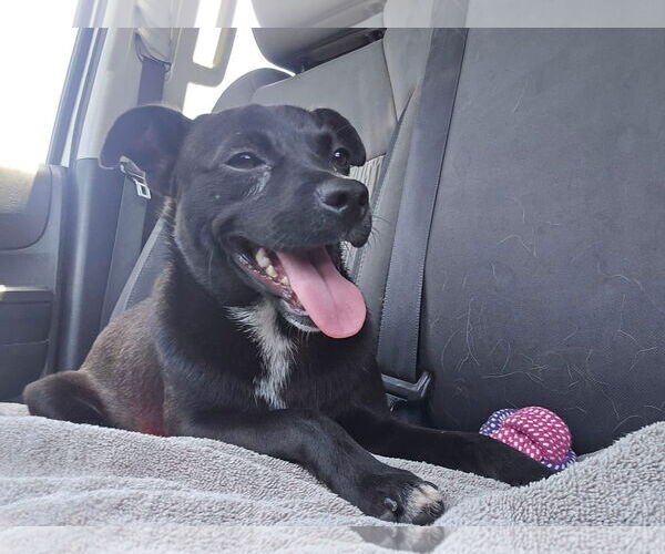 Medium Photo #5 Labrador Retriever-Unknown Mix Puppy For Sale in San Diego, CA, USA