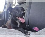 Small #4 Labrador Retriever Mix
