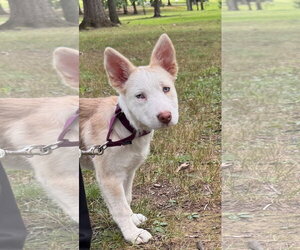 Siberian Husky-Unknown Mix Dogs for adoption in Pottstown, PA, USA
