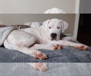 Dogo Argentino Puppy for sale in WILMINGTON, DE, USA