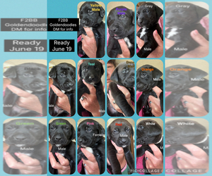Golden Retriever-Goldendoodle Mix Puppy for sale in MARION, IN, USA
