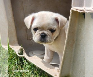 Frenchie Pug Puppy for sale in AFTON, WY, USA