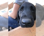 Small Photo #5 Labrador Retriever Puppy For Sale in TROUT LAKE, WA, USA