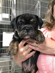 English Bulldog Puppy for sale in MORRISVILLE, NY, USA