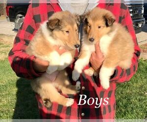 Collie Dogs for adoption in RICHMOND, MI, USA
