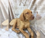 Small Photo #8 Vizsla Puppy For Sale in WARREN, OR, USA