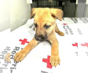 Labrador Retriever-Unknown Mix Dogs for adoption in Houston, TX, USA