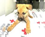 Small Labrador Retriever Mix
