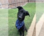 Small #3 Labrador Retriever Mix