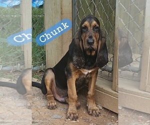 Bloodhound Puppy for Sale in TOCCOA, Georgia USA