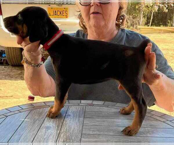 Medium Photo #6 Doberman Pinscher Puppy For Sale in KELLYTON, AL, USA