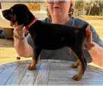 Small Photo #6 Doberman Pinscher Puppy For Sale in KELLYTON, AL, USA