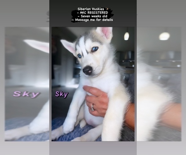 Medium Photo #4 Siberian Husky Puppy For Sale in KISSIMMEE, FL, USA
