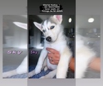Small Photo #4 Siberian Husky Puppy For Sale in KISSIMMEE, FL, USA