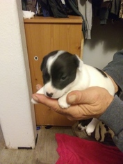 Parson Russell Terrier Puppy for sale in PORTLAND, OR, USA