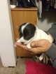 Small Parson Russell Terrier
