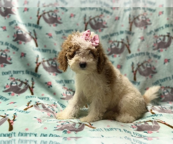 Medium Photo #2 Poodle (Miniature) Puppy For Sale in LAKELAND, FL, USA