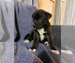 Small Alaskan Malamute-Rottweiler Mix