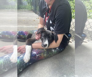 Collie-Unknown Mix Dogs for adoption in Elmsford, NY, USA