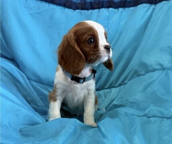 Medium Photo #3 Cavalier King Charles Spaniel Puppy For Sale in THORP, WI, USA