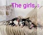 Small #10 Sheepadoodle