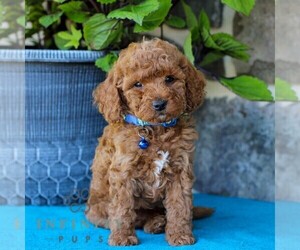 Cavapoo Puppy for sale in EAST EARL, PA, USA