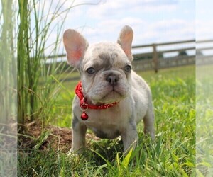 French Bulldog Puppy for Sale in FRESNO, Ohio USA