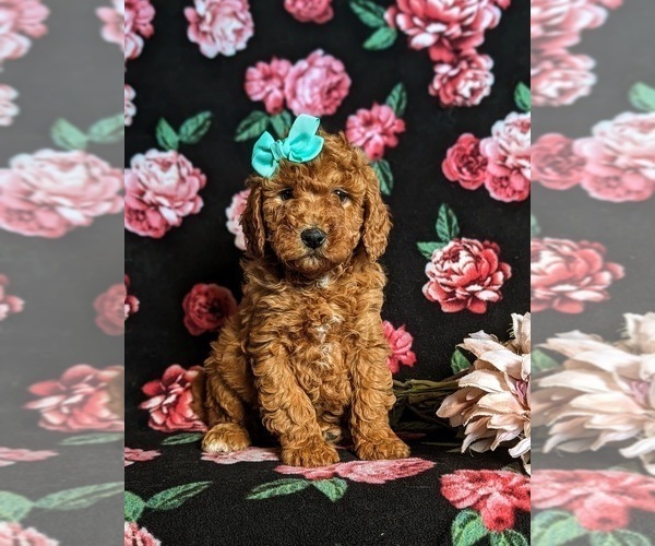 Medium Photo #1 Miniature Labradoodle Puppy For Sale in OXFORD, PA, USA