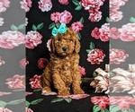 Small Photo #1 Miniature Labradoodle Puppy For Sale in OXFORD, PA, USA