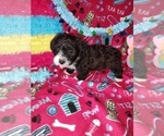 Puppy Oreo Yorkshire Terrier