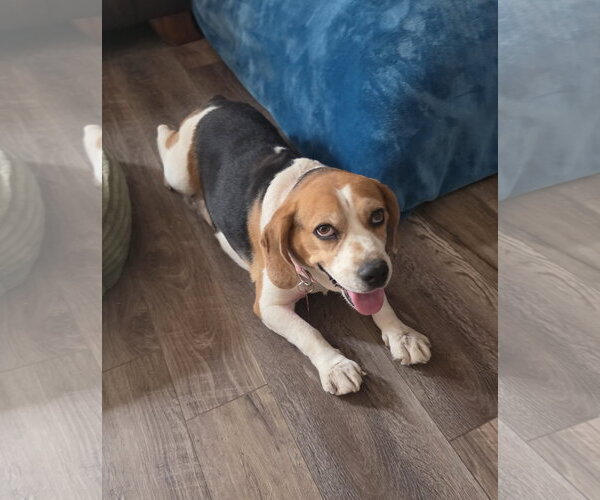 Medium Photo #5 Beagle Puppy For Sale in Las Vegas, NV, USA
