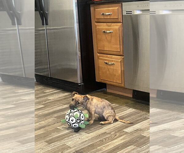 Medium Photo #6 ShiChi Puppy For Sale in Brewster, NY, USA