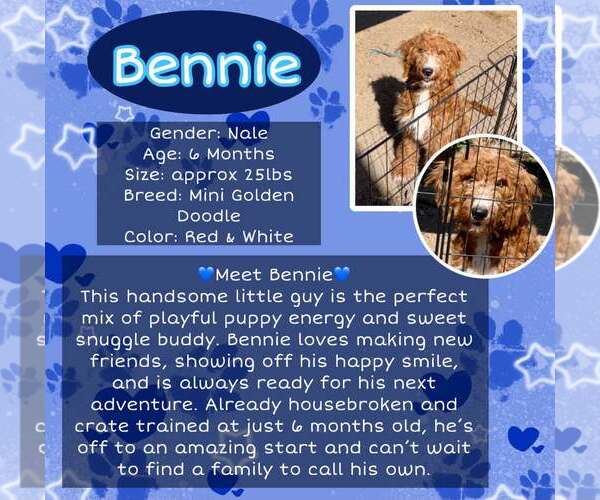 Medium Photo #1 Goldendoodle (Miniature) Puppy For Sale in Rancho Cordova, CA, USA