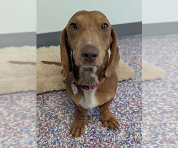 Medium Photo #2 Dachshund Puppy For Sale in Shelbyville, TN, USA