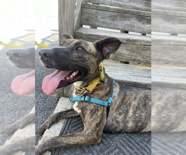 Medium Photo #49 Labrador Retriever-Mountain Cur Mix Puppy For Sale in Brewster, NY, USA