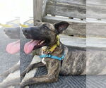 Small #48 Labrador Retriever-Mountain Cur Mix