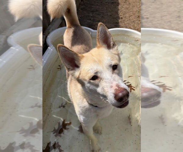 Medium Photo #1 Siberian Husky-Unknown Mix Puppy For Sale in Great Bend, KS, USA