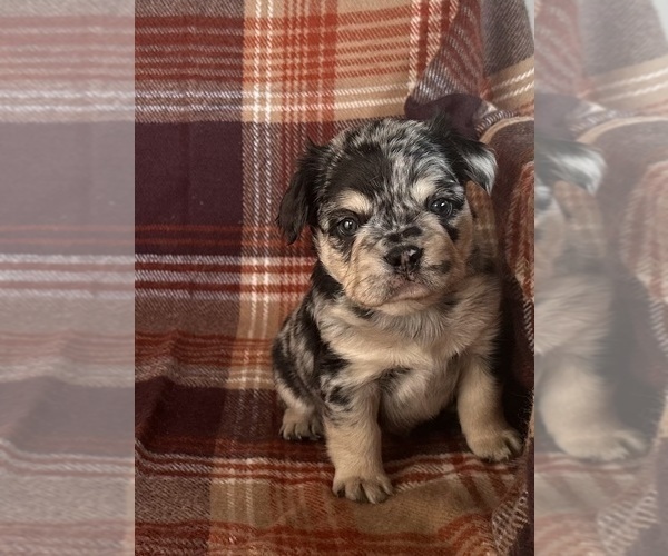 Medium Photo #3 French Bulldog Puppy For Sale in NEWTON, NJ, USA