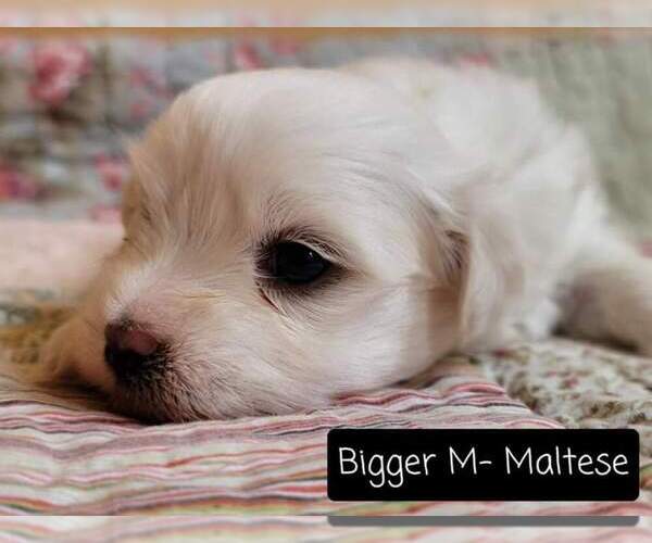 Medium Photo #15 Maltese Puppy For Sale in MOUNTAIN GROVE, MO, USA