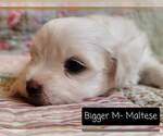 Small Photo #15 Maltese Puppy For Sale in MOUNTAIN GROVE, MO, USA