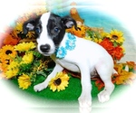 Small Photo #1 Jack-Rat Terrier-Labrador Retriever Mix Puppy For Sale in HAMMOND, IN, USA