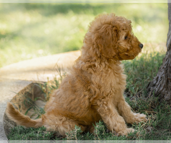 Medium Photo #10 Goldendoodle Puppy For Sale in TOPEKA, KS, USA