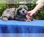 Small #21 Poodle (Toy)