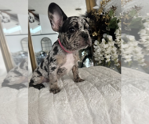 Medium Photo #7 French Bulldog Puppy For Sale in SPRING HILL, FL, USA