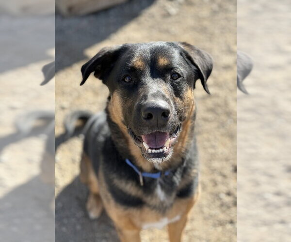 Medium Photo #1 German Shepherd Dog-Unknown Mix Puppy For Sale in Bemidji, MN, USA
